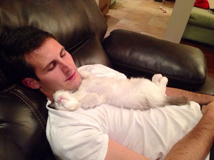 40 immagini di persone che avevano detto "in questa casa non entra nessun gatto"