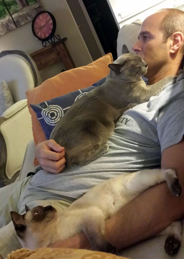 40 immagini di persone che avevano detto "in questa casa non entra nessun gatto"