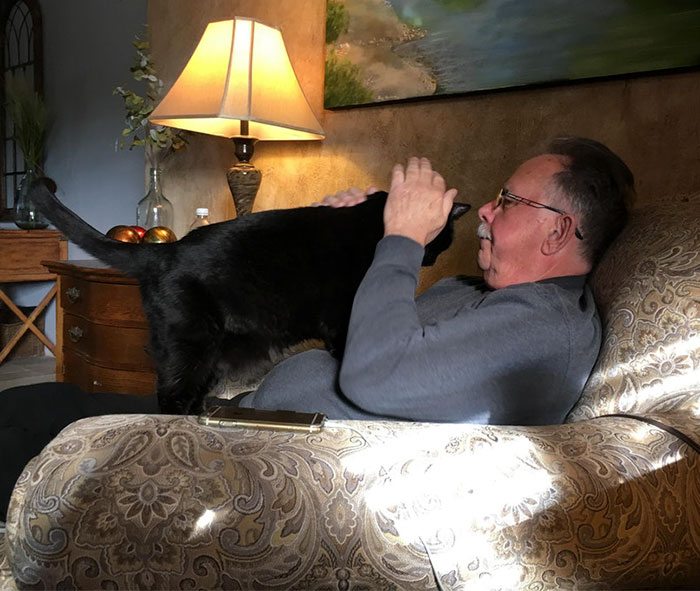 40 immagini di persone che avevano detto "in questa casa non entra nessun gatto"
