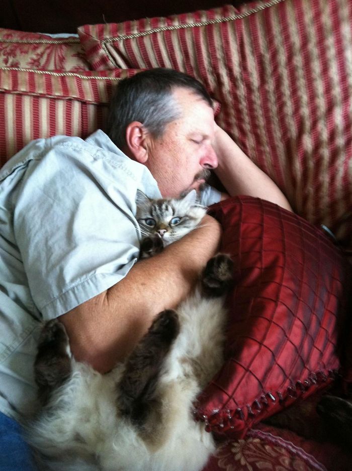 40 immagini di persone che avevano detto "in questa casa non entra nessun gatto"