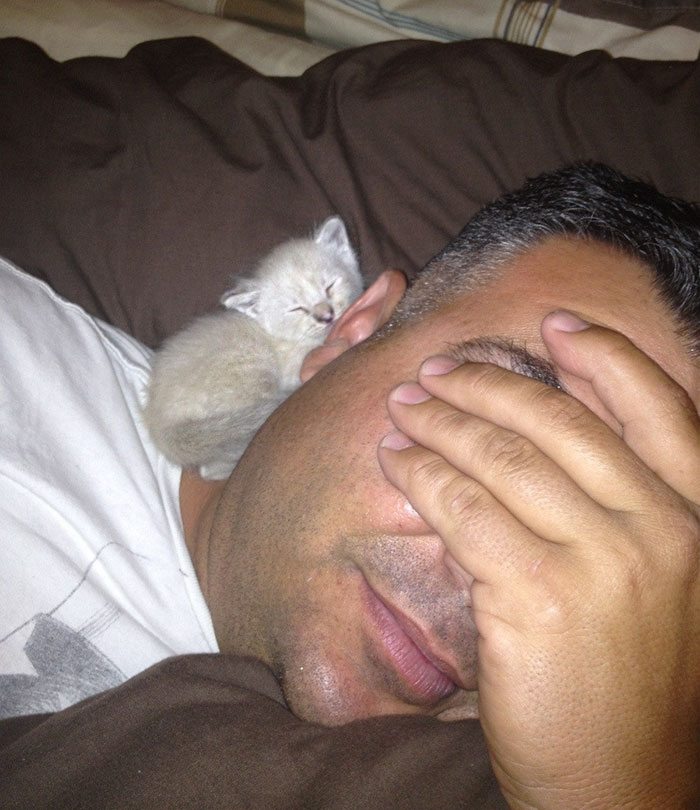 40 immagini di persone che avevano detto "in questa casa non entra nessun gatto"