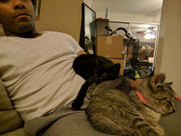 40 immagini di persone che avevano detto "in questa casa non entra nessun gatto"