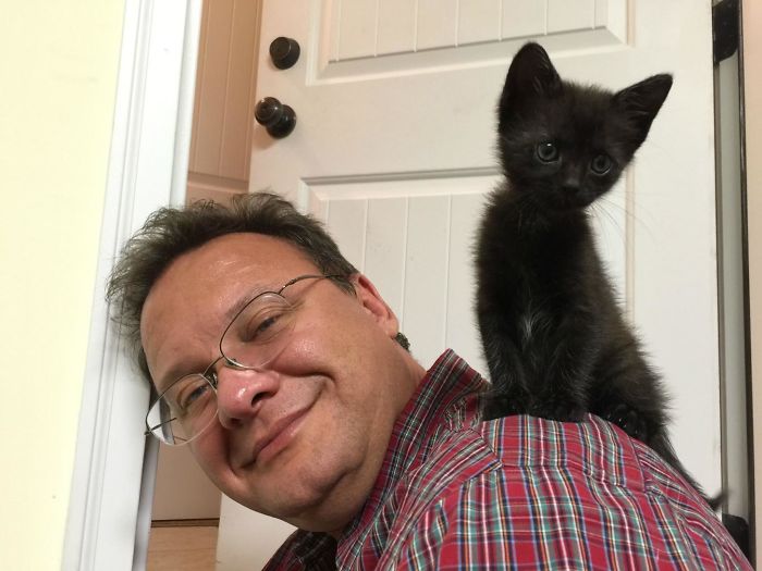 40 immagini di persone che avevano detto "in questa casa non entra nessun gatto"