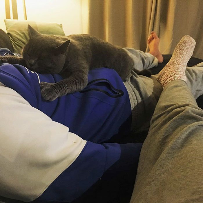 40 immagini di persone che avevano detto "in questa casa non entra nessun gatto"