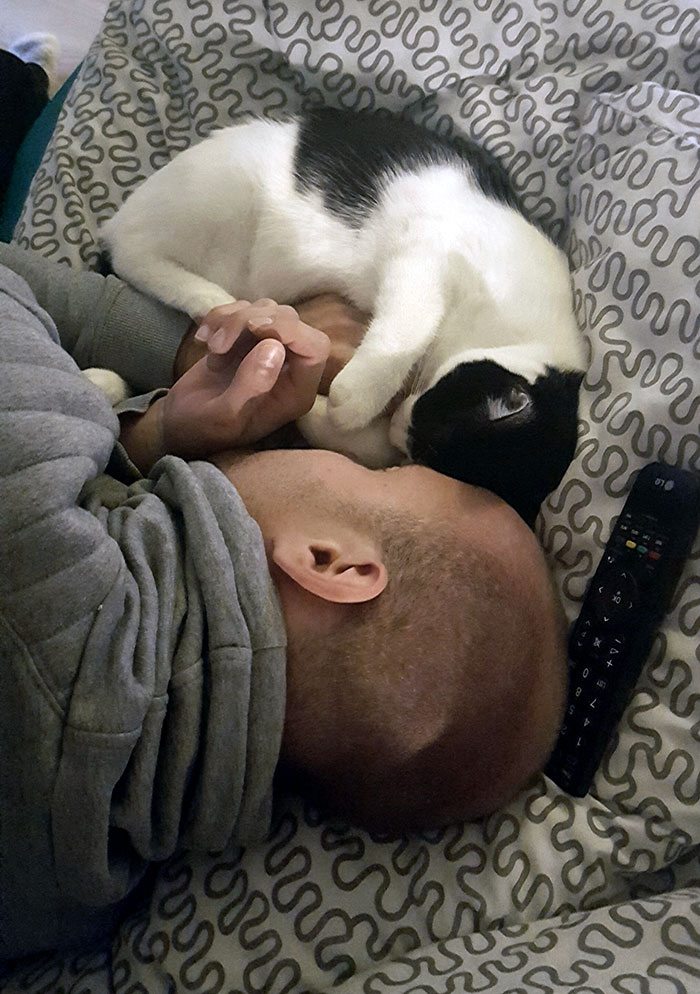 40 immagini di persone che avevano detto "in questa casa non entra nessun gatto"