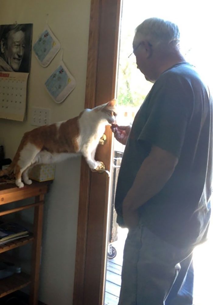 40 immagini di persone che avevano detto "in questa casa non entra nessun gatto"