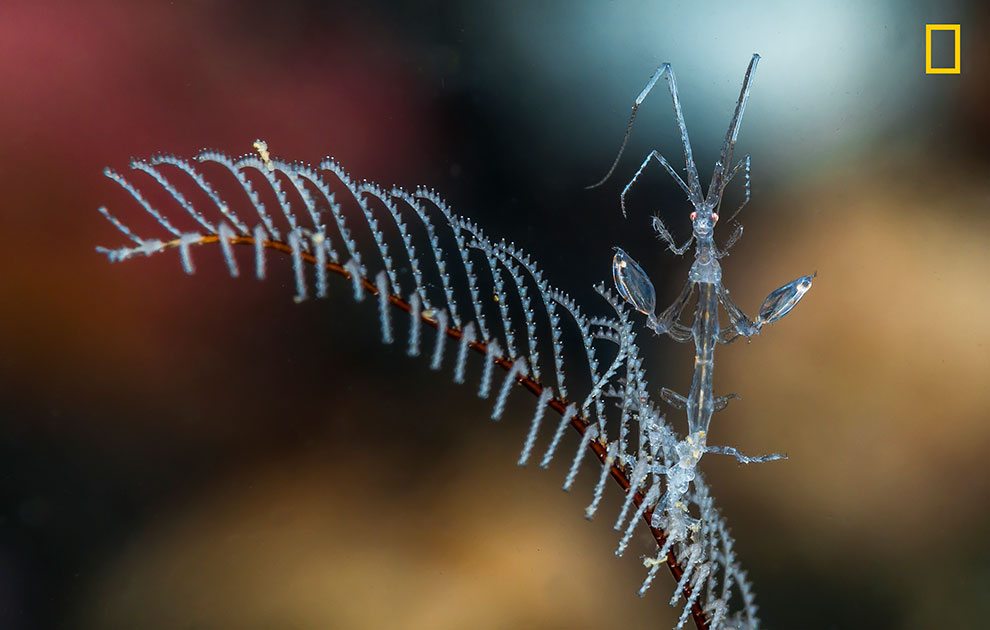 Attenzione: il National Geographic cerca fotografi