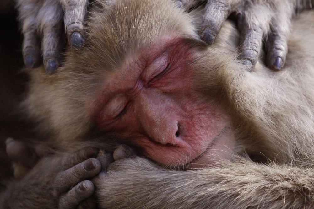 Attenzione: il National Geographic cerca fotografi