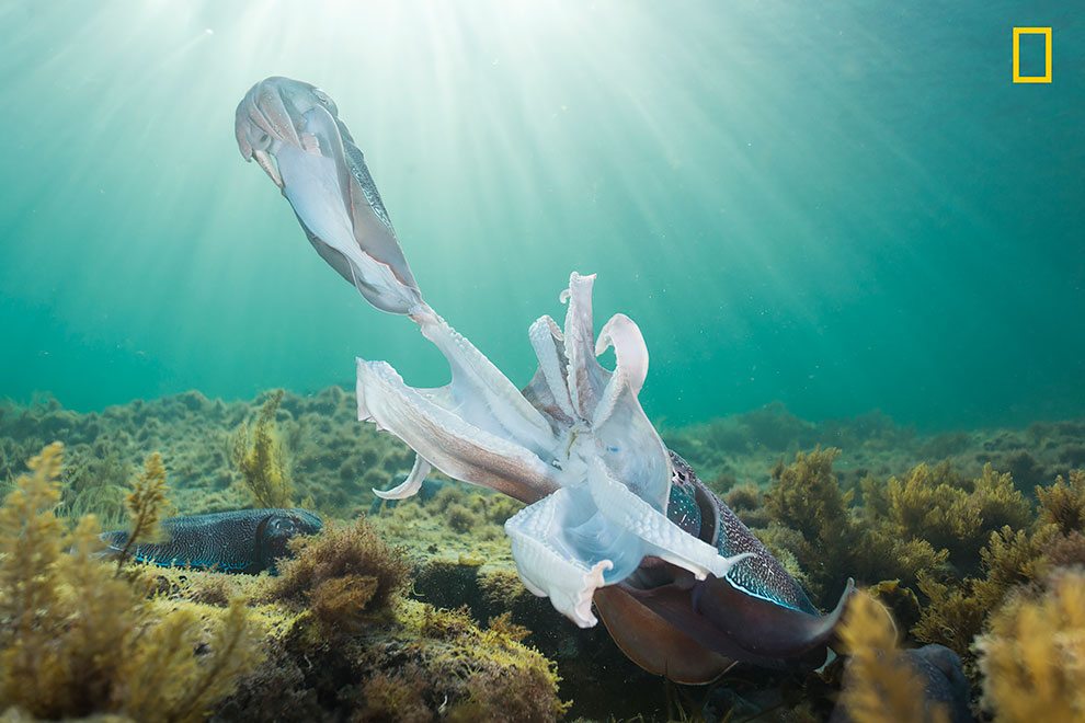 Attenzione: il National Geographic cerca fotografi