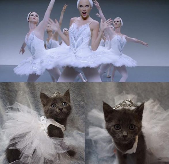 Come Taylor Swift: i gattini indossano gli outfit della star