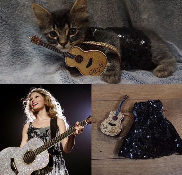Come Taylor Swift: i gattini indossano gli outfit della star
