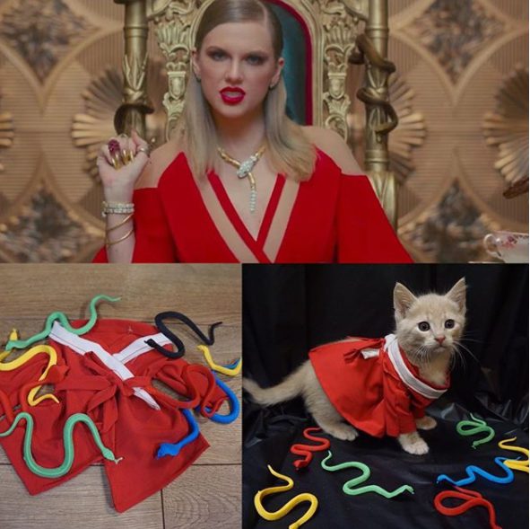 Come Taylor Swift: i gattini indossano gli outfit della star