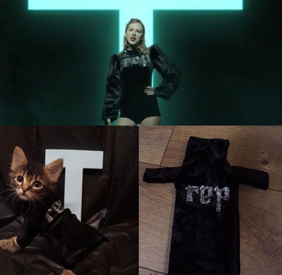 Come Taylor Swift: i gattini indossano gli outfit della star