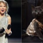 Come Taylor Swift: i gattini indossano gli outfit della star