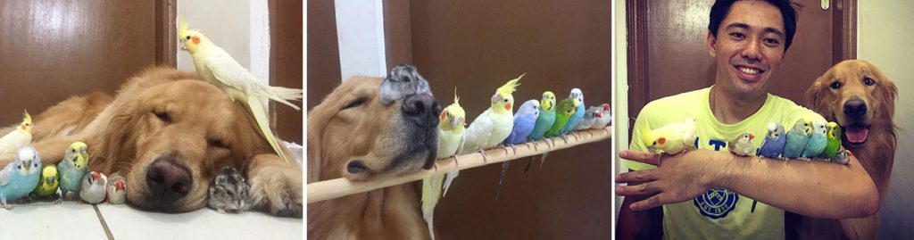 La vita tragicomica di chi vive con più di 3 animali in 50 immagini