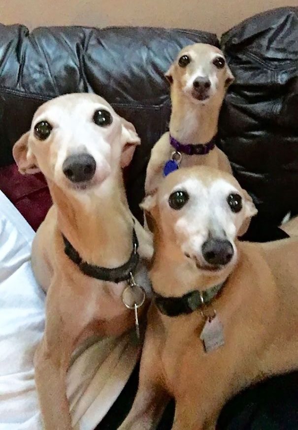 La vita tragicomica di chi vive con più di 3 animali in 50 immagini