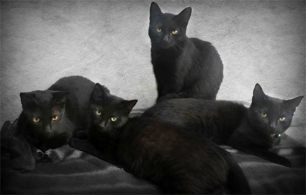 La vita tragicomica di chi vive con più di 3 animali in 50 immagini