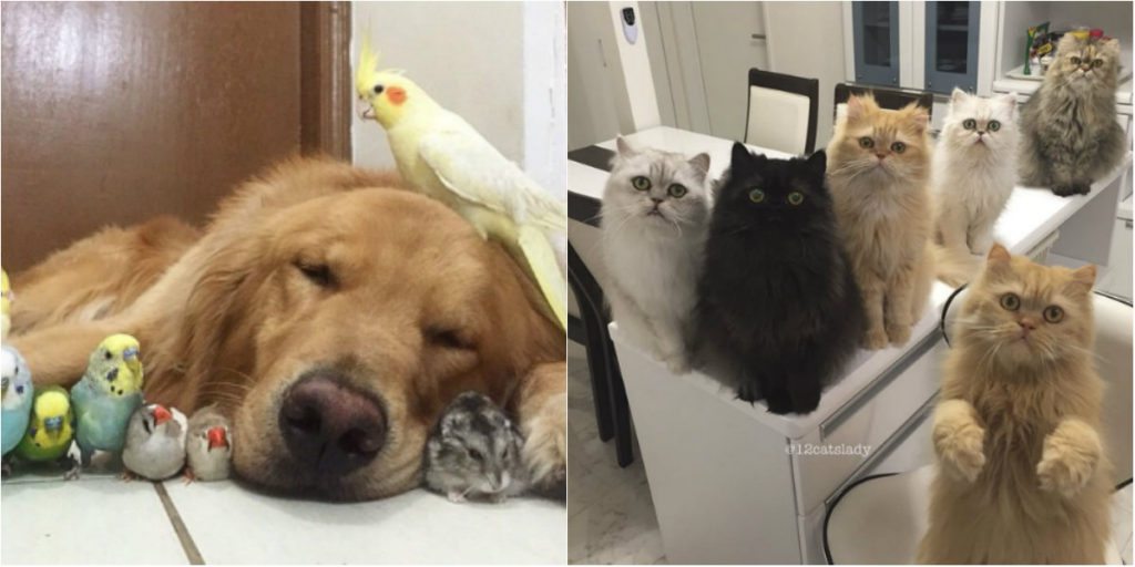 La vita tragicomica di chi vive con più di 3 animali in 50 immagini