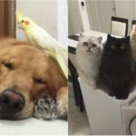 La vita tragicomica di chi vive con più di 3 animali in 50 immagini