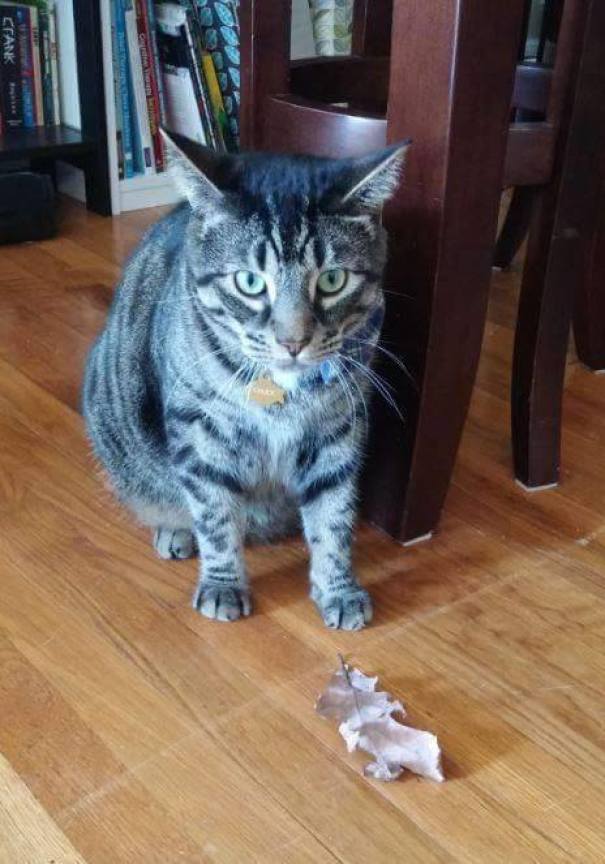 I 35 "regali" più inaspettati che gli animali portano ai loro padroni