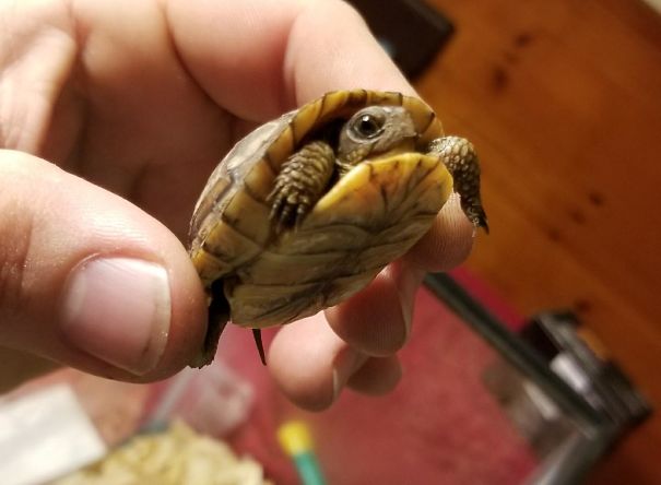 I 35 "regali" più inaspettati che gli animali portano ai loro padroni