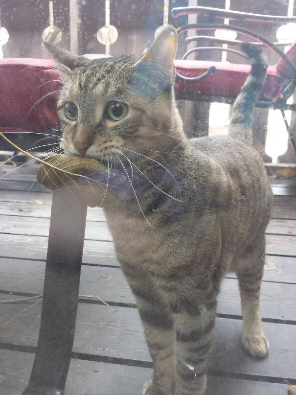 I 35 "regali" più inaspettati che gli animali portano ai loro padroni