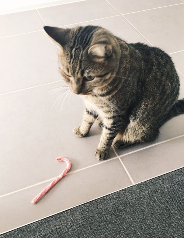 I 35 "regali" più inaspettati che gli animali portano ai loro padroni