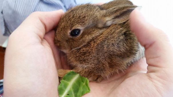 I 35 "regali" più inaspettati che gli animali portano ai loro padroni