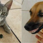 I 35 "regali" più inaspettati che gli animali portano ai loro padroni