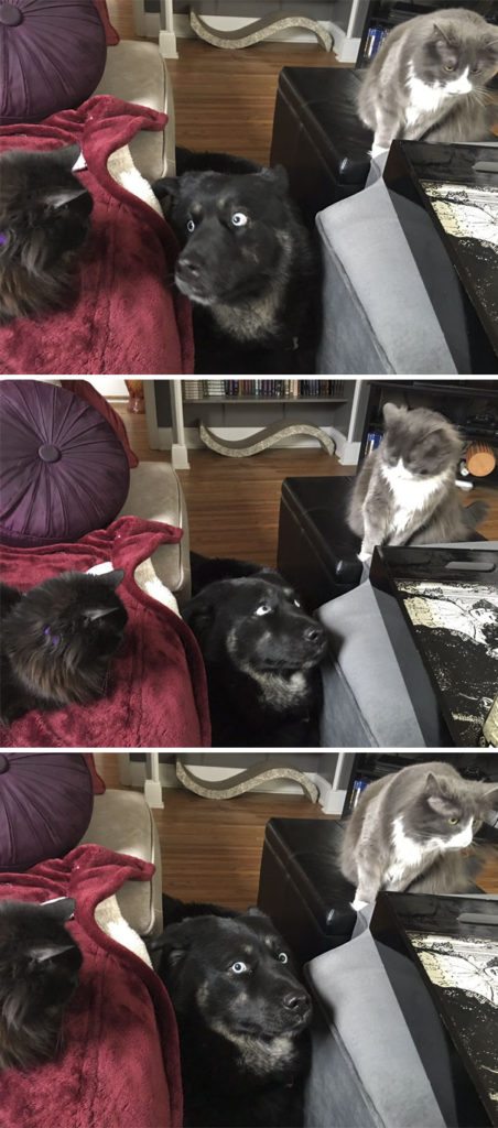 40 casi in cui la convivenza tra cani e gatti non va come previsto