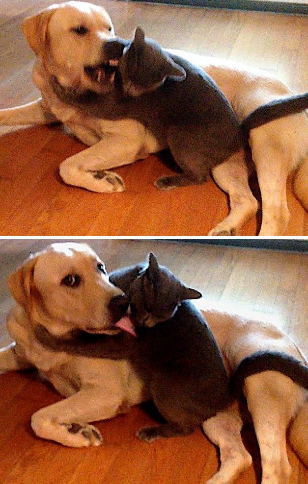 40 casi in cui la convivenza tra cani e gatti non va come previsto
