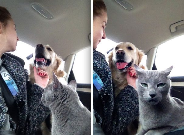 40 casi in cui la convivenza tra cani e gatti non va come previsto