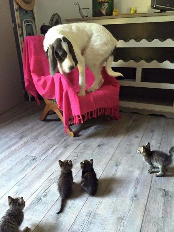 40 casi in cui la convivenza tra cani e gatti non va come previsto