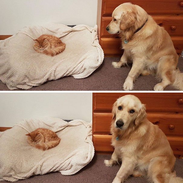 40 casi in cui la convivenza tra cani e gatti non va come previsto