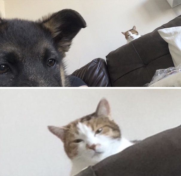 40 casi in cui la convivenza tra cani e gatti non va come previsto