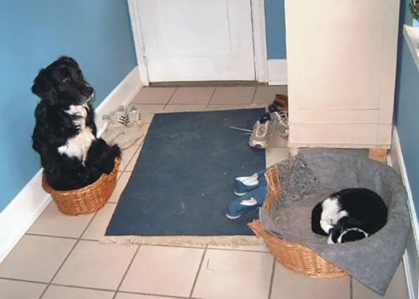 40 casi in cui la convivenza tra cani e gatti non va come previsto