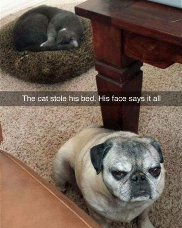 40 casi in cui la convivenza tra cani e gatti non va come previsto