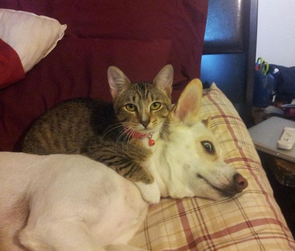 40 casi in cui la convivenza tra cani e gatti non va come previsto