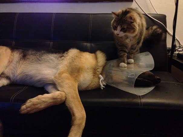40 casi in cui la convivenza tra cani e gatti non va come previsto