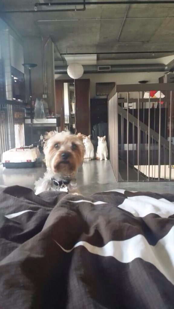 40 casi in cui la convivenza tra cani e gatti non va come previsto