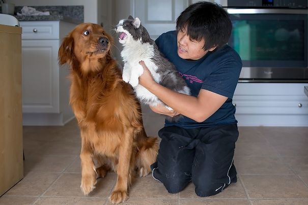 40 casi in cui la convivenza tra cani e gatti non va come previsto