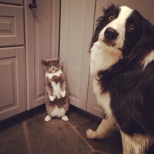 40 casi in cui la convivenza tra cani e gatti non va come previsto