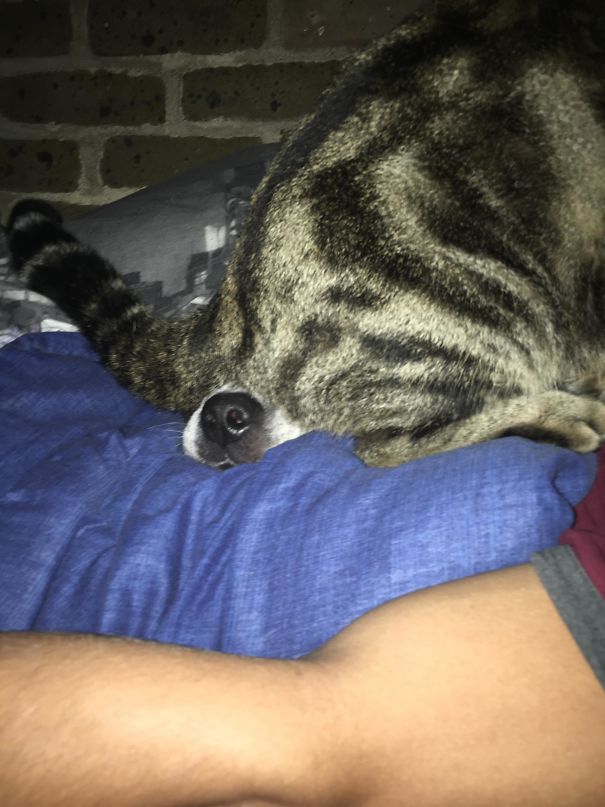 40 casi in cui la convivenza tra cani e gatti non va come previsto