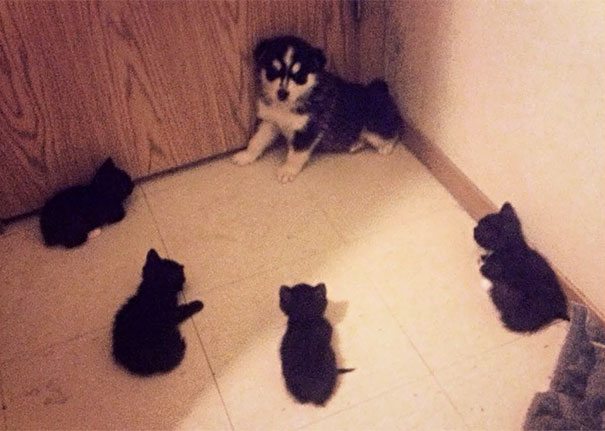 40 casi in cui la convivenza tra cani e gatti non va come previsto