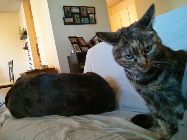 40 casi in cui la convivenza tra cani e gatti non va come previsto