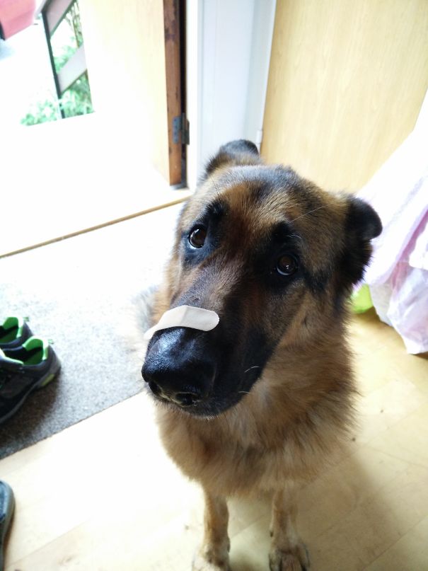 40 casi in cui la convivenza tra cani e gatti non va come previsto