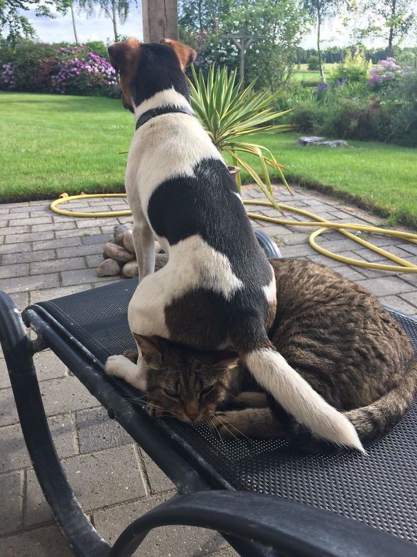40 casi in cui la convivenza tra cani e gatti non va come previsto