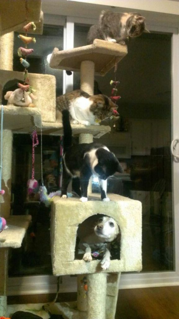 40 casi in cui la convivenza tra cani e gatti non va come previsto