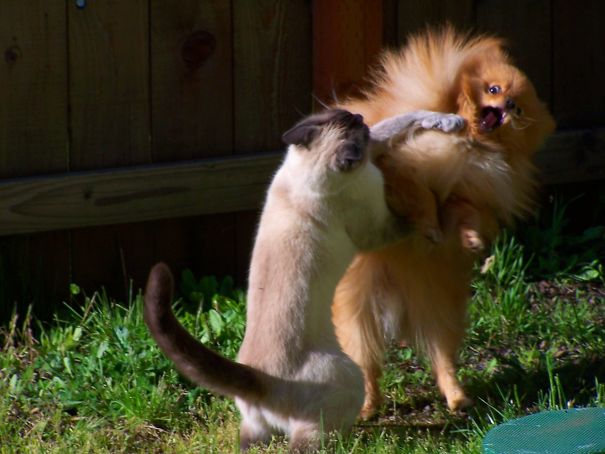 40 casi in cui la convivenza tra cani e gatti non va come previsto