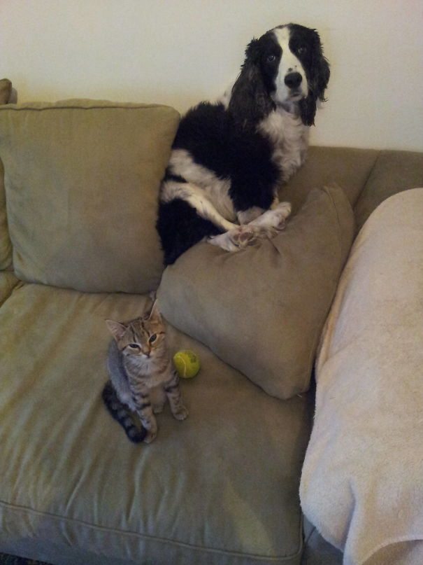 40 casi in cui la convivenza tra cani e gatti non va come previsto